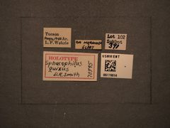 Sphacophilus quixus by the Smithsonian. Used under a CC0 license.