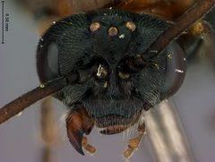 Sterictiphora cruenta by the Smithsonian. Used under a CC0 license.