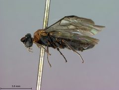 Sterictiphora cruenta by the Smithsonian. Used under a CC0 license.