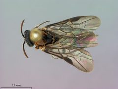 Sterictiphora cruenta by the Smithsonian. Used under a CC0 license.