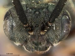 Sterictiphora serotina by the Smithsonian. Used under a CC0 license.