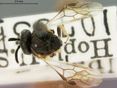 Sterictiphora serotina by the Smithsonian. Used under a CC0 license.
