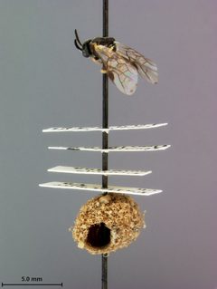 Sterictiphora serotina by the Smithsonian. Used under a CC0 license.