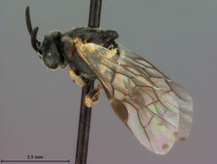 Sterictiphora serotina by the Smithsonian. Used under a CC0 license.