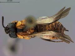 Zynzus apicofuscus by the Smithsonian. Used under a CC0 license.