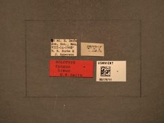 Zynzus himus by the Smithsonian. Used under a CC0 license.