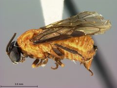 Zynzus himus by the Smithsonian. Used under a CC0 license.