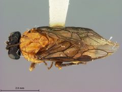 Zynzus himus by the Smithsonian. Used under a CC0 license.