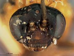 Zynzus himus by the Smithsonian. Used under a CC0 license.