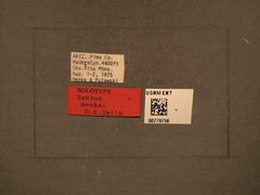 Zynzus menkei by the Smithsonian. Used under a CC0 license.