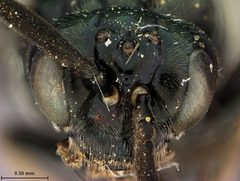 Zynzus menkei by the Smithsonian. Used under a CC0 license.