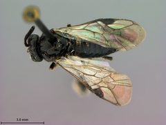 Zynzus menkei by the Smithsonian. Used under a CC0 license.