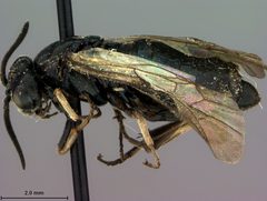 Zynzus menkei by the Smithsonian. Used under a CC0 license.
