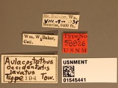 Aulacostethus occidentalis lavatus by the Smithsonian. Used under a CC0 license.