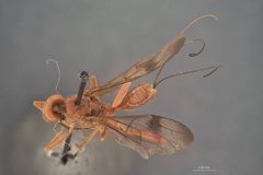 Aulacostethus occidentalis lavatus by the Smithsonian. Used under a CC0 license.