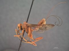 Aulacostethus occidentalis lavatus by the Smithsonian. Used under a CC0 license.