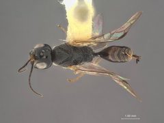Aulacus schiffi by the Smithsonian. Used under a CC0 license.