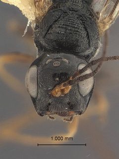 Aulacus schiffi by the Smithsonian. Used under a CC0 license.