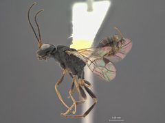 Aulacus schiffi by the Smithsonian. Used under a CC0 license.