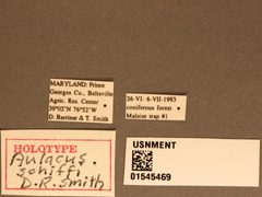 Aulacus schiffi by the Smithsonian. Used under a CC0 license.