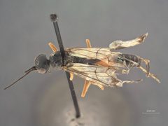 Pristaulacus strangaliae by the Smithsonian. Used under a CC0 license.