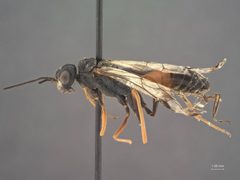Pristaulacus strangaliae by the Smithsonian. Used under a CC0 license.