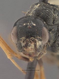 Pristaulacus strangaliae by the Smithsonian. Used under a CC0 license.