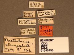Pristaulacus strangaliae by the Smithsonian. Used under a CC0 license.