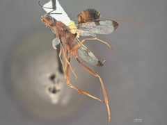 Pristaulacus tamaulipas by the Smithsonian. Used under a CC0 license.