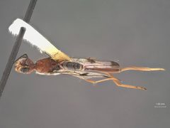 Pristaulacus tamaulipas by the Smithsonian. Used under a CC0 license.
