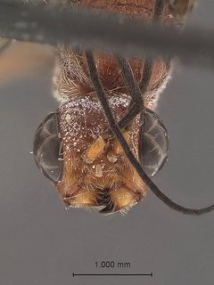 Pristaulacus tamaulipas by the Smithsonian. Used under a CC0 license.