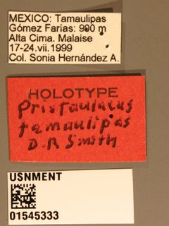 Pristaulacus tamaulipas by the Smithsonian. Used under a CC0 license.