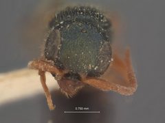 Anisepyris bakeri by the Smithsonian. Used under a CC0 license.