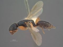 Anisepyris gibbosifrons by the Smithsonian. Used under a CC0 license.