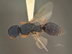 Anisepyris gibbosifrons by the Smithsonian. Used under a CC0 license.