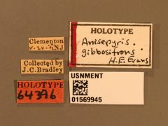 Anisepyris gibbosifrons by the Smithsonian. Used under a CC0 license.