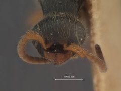 Anisepyris pulchellus by the Smithsonian. Used under a CC0 license.