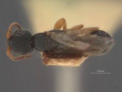 Anisepyris pulchellus by the Smithsonian. Used under a CC0 license.