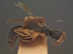 Anisepyris pulchellus by the Smithsonian. Used under a CC0 license.
