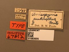 Anisepyris pulchellus by the Smithsonian. Used under a CC0 license.