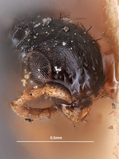 Bethylus constrictus by the Smithsonian. Used under a CC0 license.