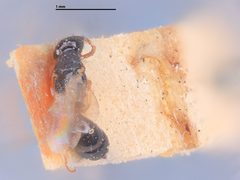 Bethylus constrictus by the Smithsonian. Used under a CC0 license.