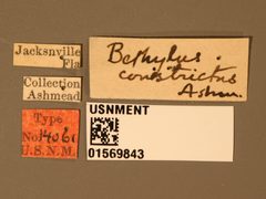 Bethylus constrictus by the Smithsonian. Used under a CC0 license.