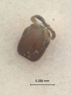 Cephalonomia hyalinipennis by the Smithsonian. Used under a CC0 license.
