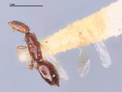 Cephalonomia macrocephala by the Smithsonian. Used under a CC0 license.