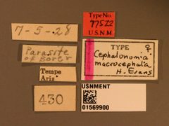 Cephalonomia macrocephala by the Smithsonian. Used under a CC0 license.