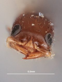 Cephalonomia macrocephala by the Smithsonian. Used under a CC0 license.