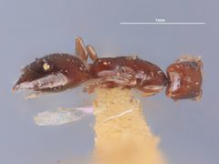 Cephalonomia macrocephala by the Smithsonian. Used under a CC0 license.