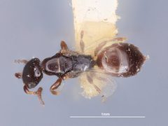 Cephalonomia waterstoni by the Smithsonian. Used under a CC0 license.
