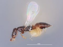 Cephalonomia waterstoni by the Smithsonian. Used under a CC0 license.